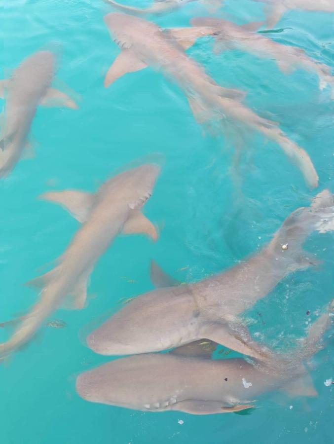 Rashuthere Maldives Rasdhoo Luaran gambar