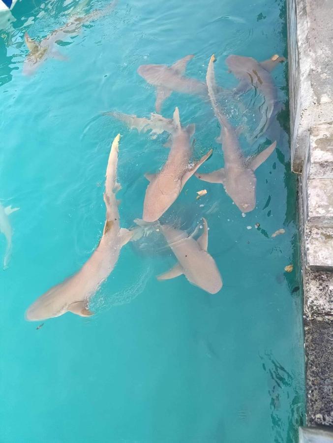 Rashuthere Maldives Rasdhoo Luaran gambar