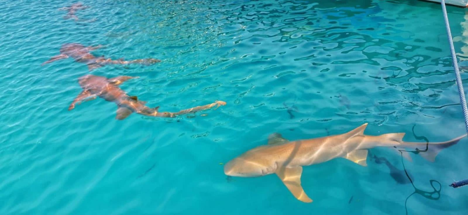 Rashuthere Maldives Rasdhoo Luaran gambar