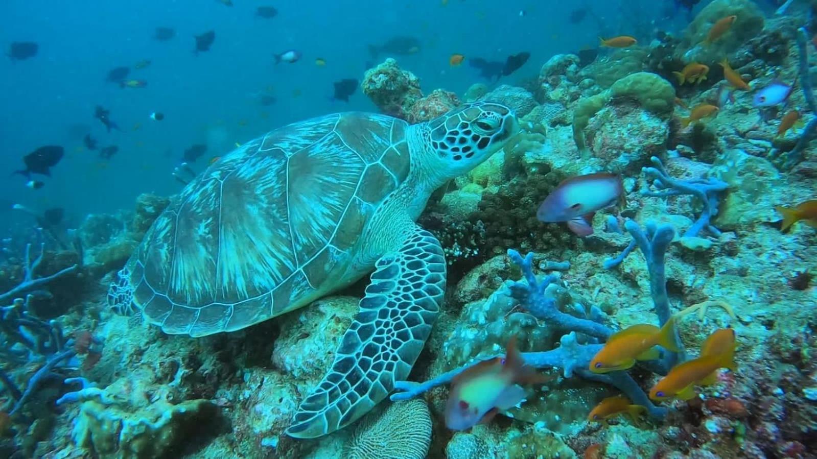 Rashuthere Maldives Rasdhoo Luaran gambar