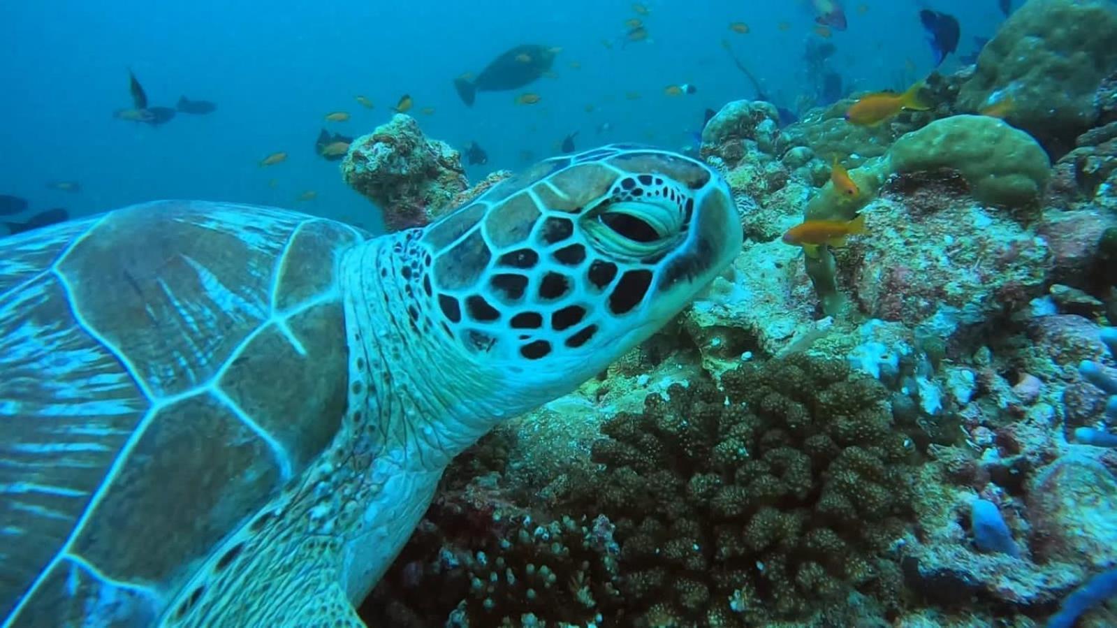 Rashuthere Maldives Rasdhoo Luaran gambar