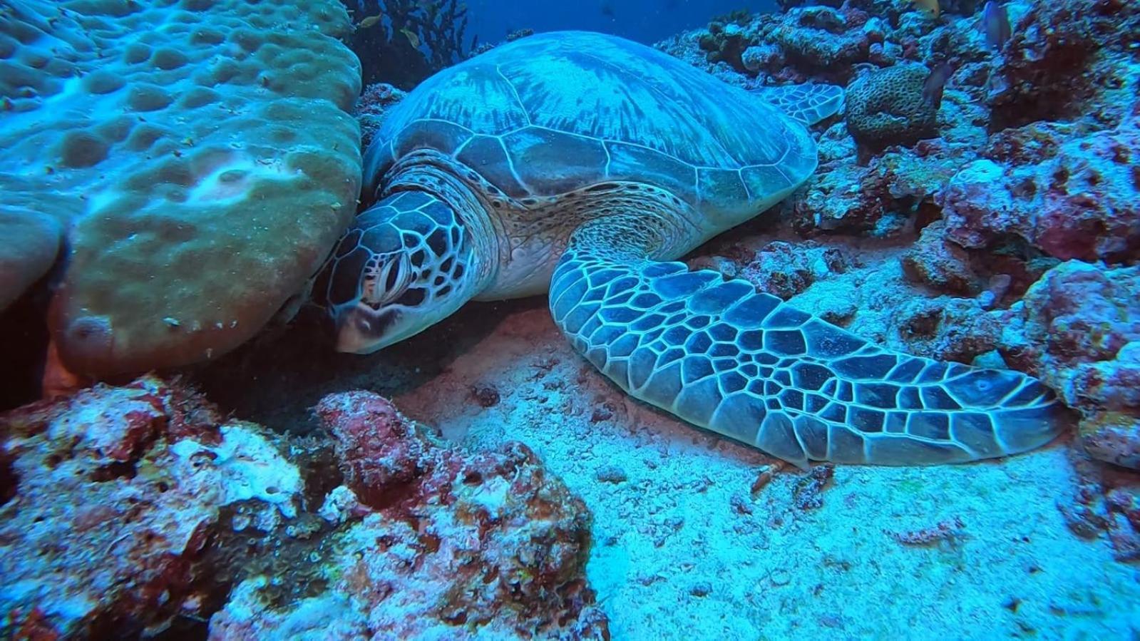 Rashuthere Maldives Rasdhoo Luaran gambar