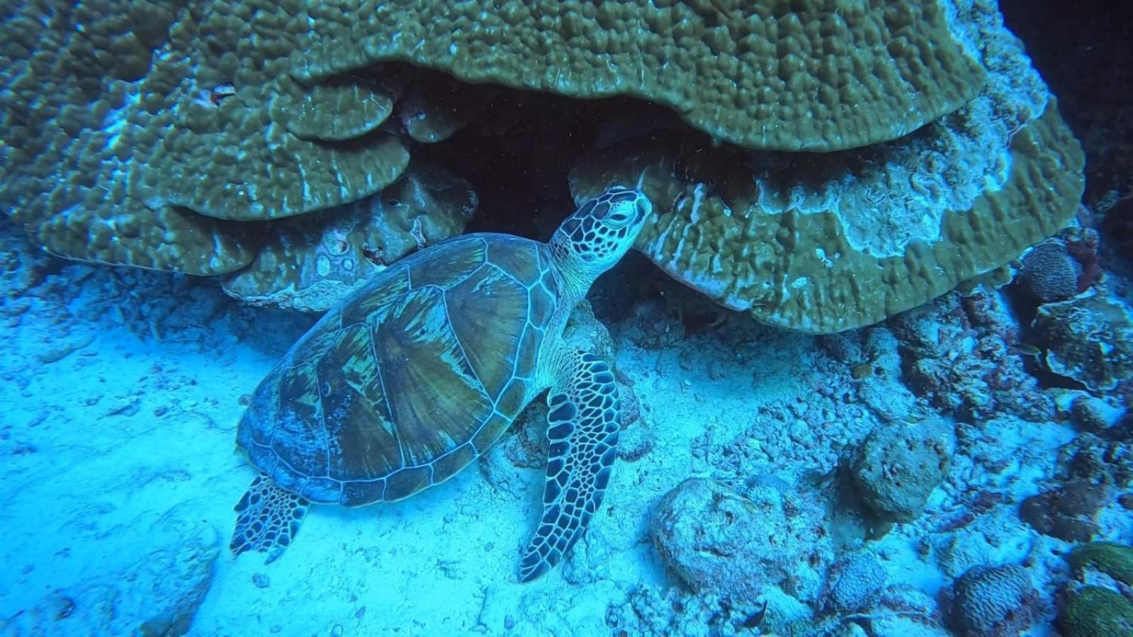 Rashuthere Maldives Rasdhoo Luaran gambar